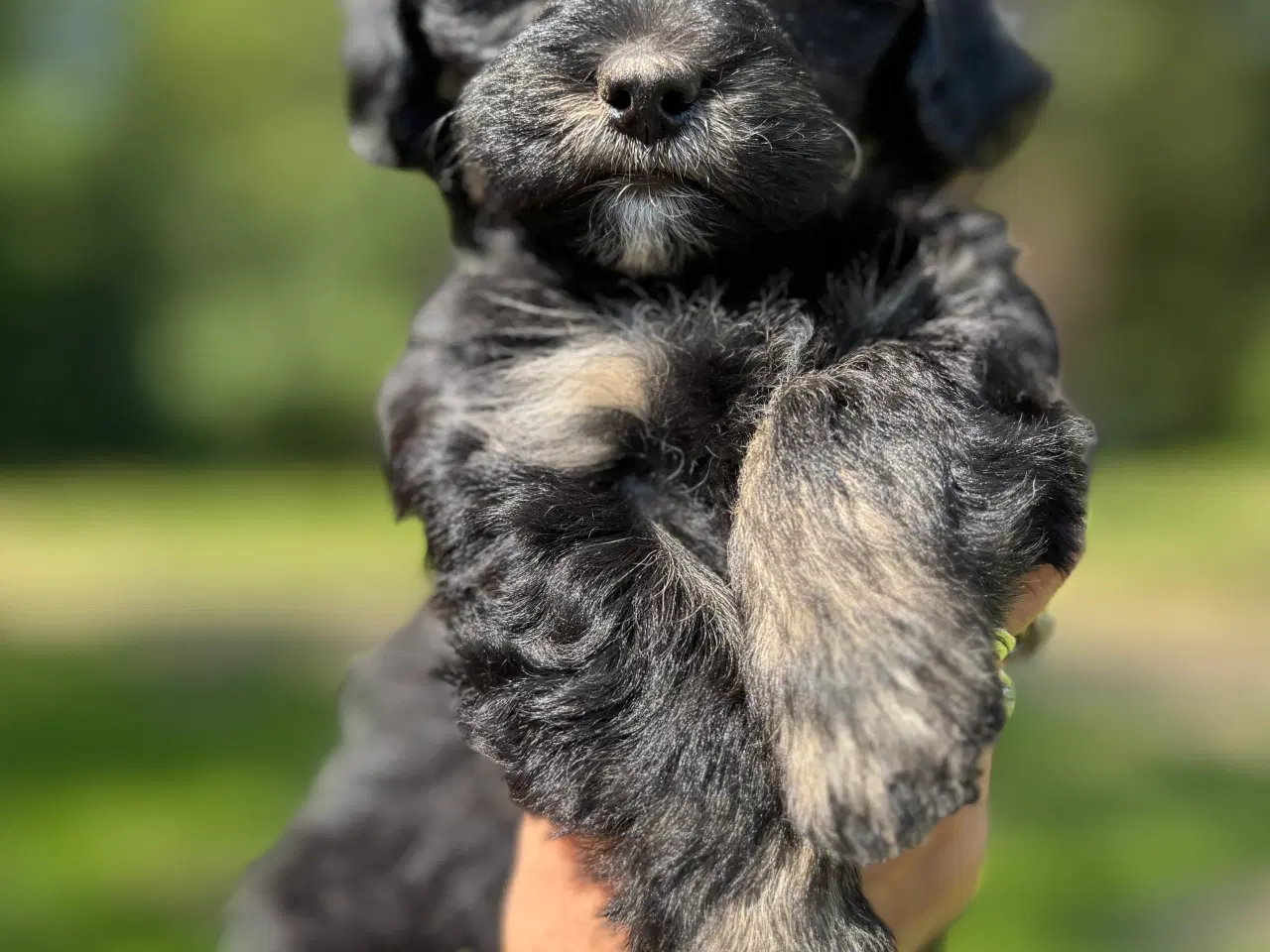 Billede 4 - Lhasadoodle hvalpe, fra testede forældre.