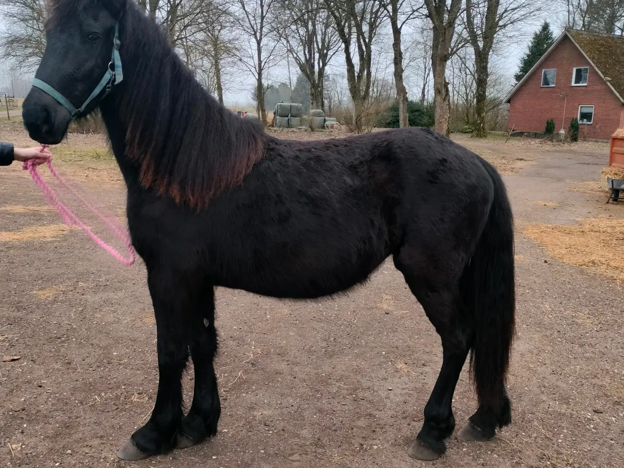 Billede 5 - Barok friser Hoppe 
