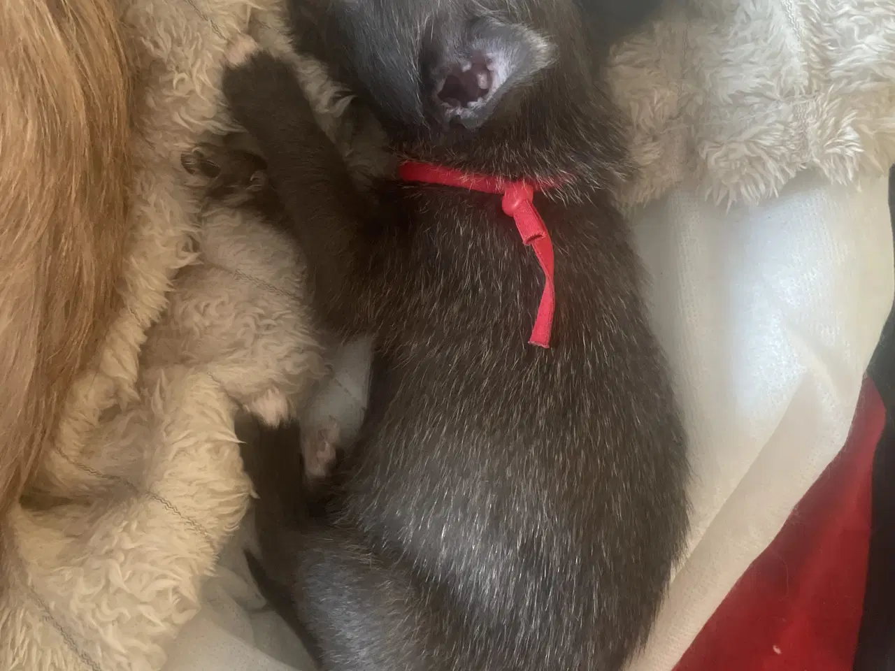 Billede 5 - Shih Tzu/ Chihuahua blanding piger