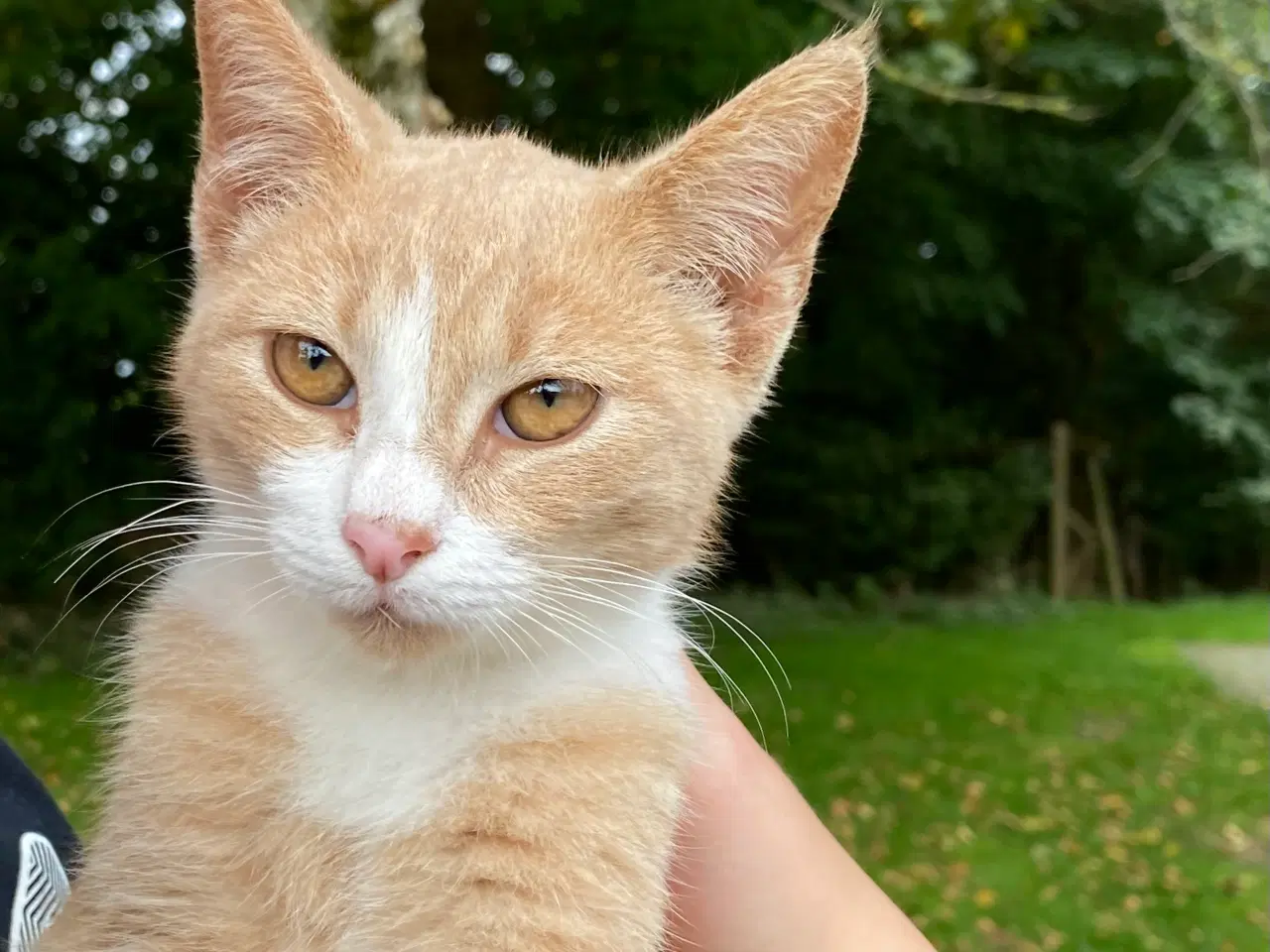 Billede 8 - Røde kattekillinger