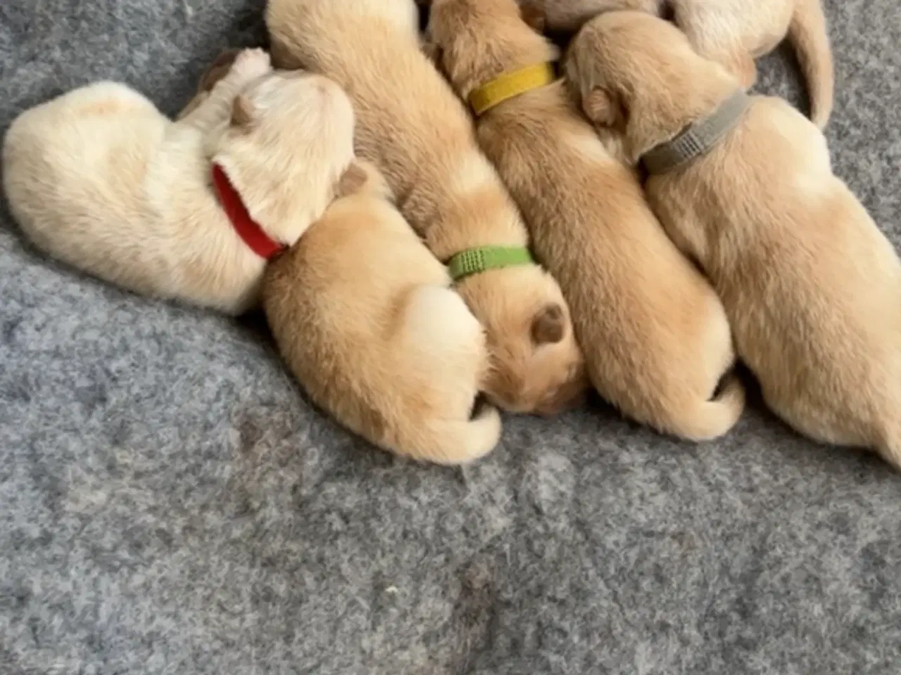 Billede 4 - Chow Chow Hvalpe