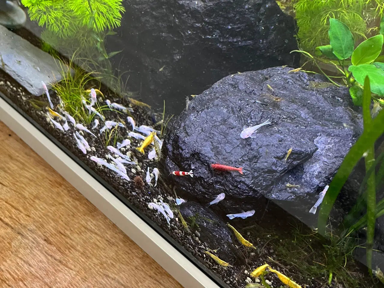 Billede 3 - Snowwhite - L144 - Ancistrus - Sugemalle