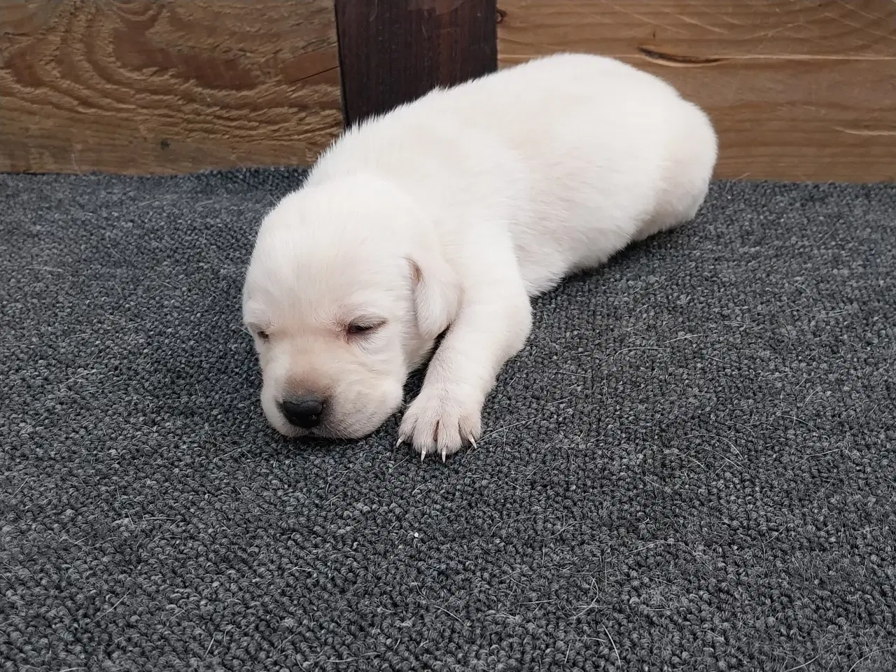 Billede 3 - Gule Labrador hvalpe.