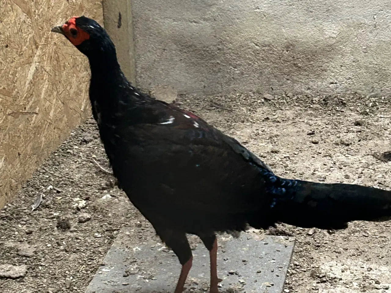 Billede 1 - Amherst og swinhoe fasan.