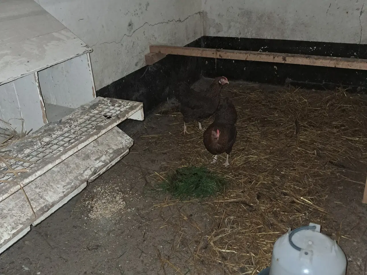 Billede 2 - 2 Dværg wyandotter fra 2024