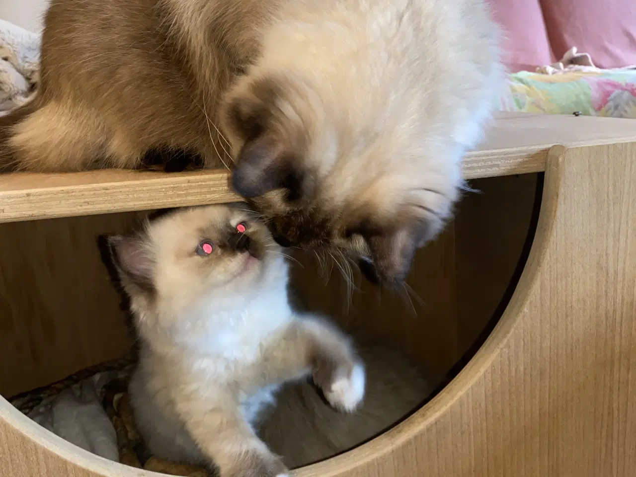 Billede 3 - Ragdoll killing med stamtavle 