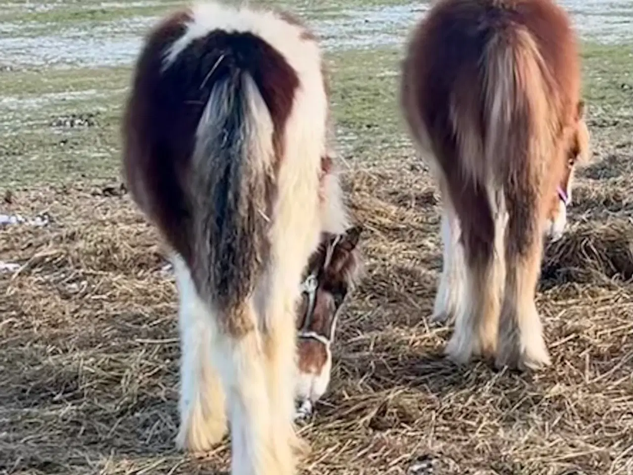 Billede 5 - Miniature Irish cob / Tinker 