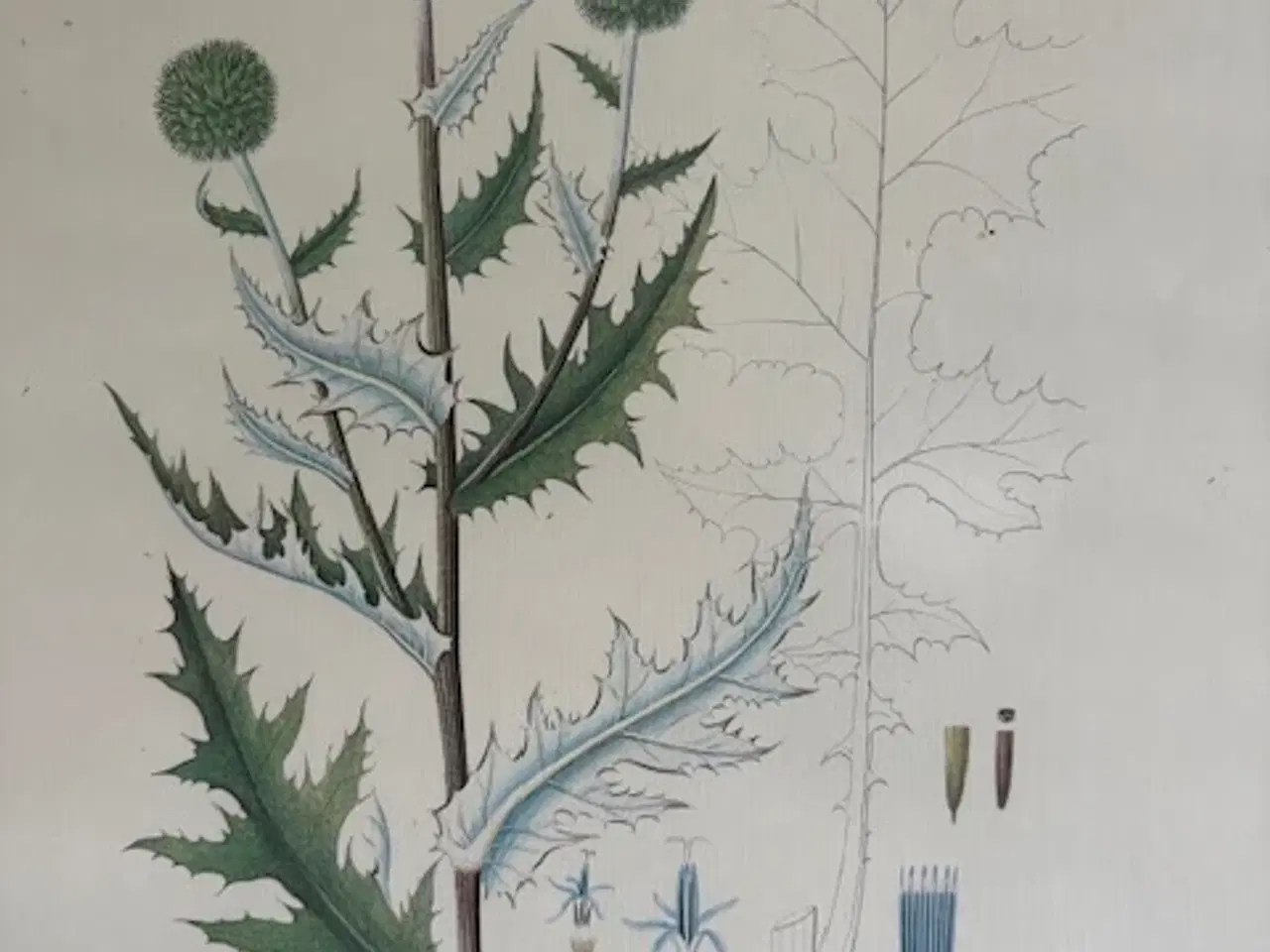 Billede 3 - Flora Danica botanisk plakat indrammet