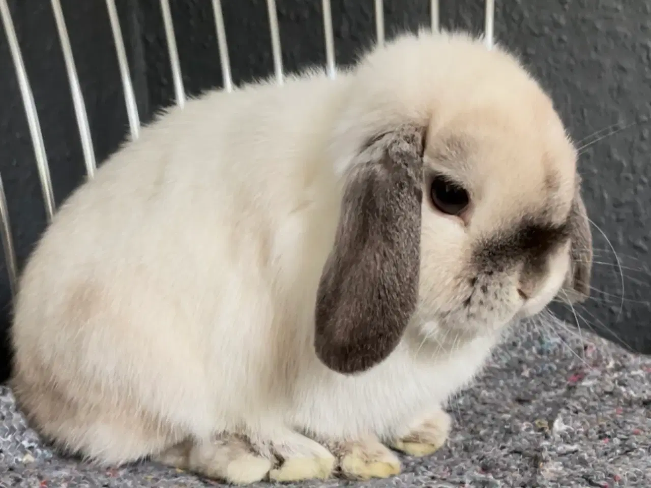 Billede 7 - Mini lop han inkl. løbegård, indhegning m.m. 