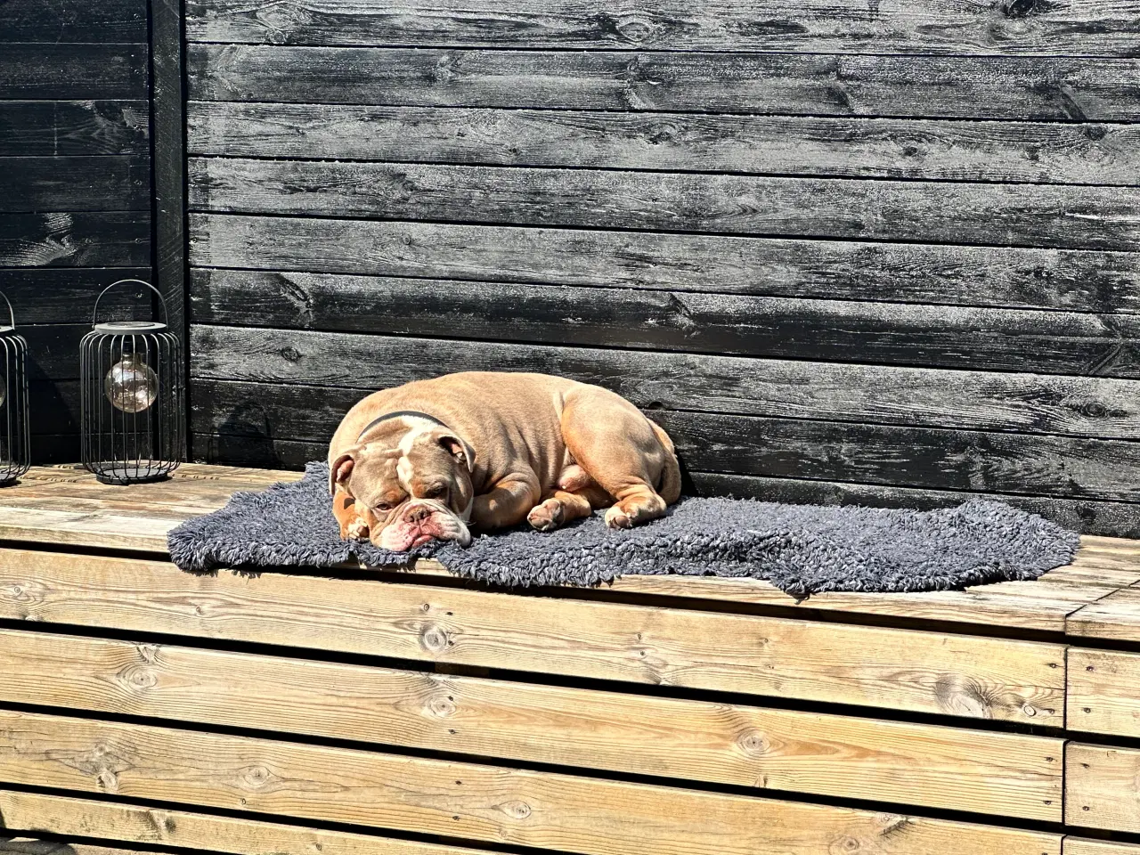 Billede 1 - Old english bulldog til avl