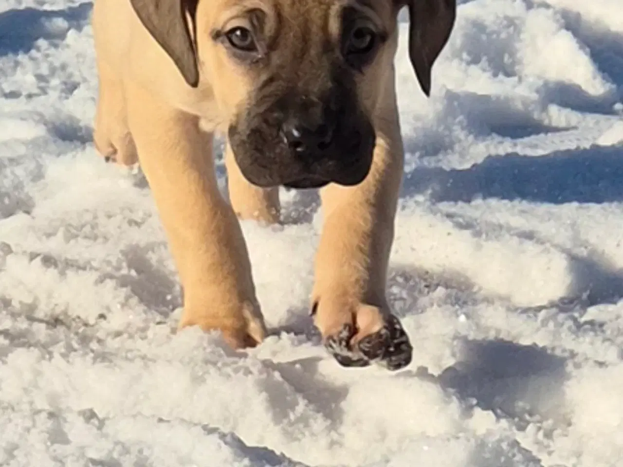 Billede 2 - Cane corso