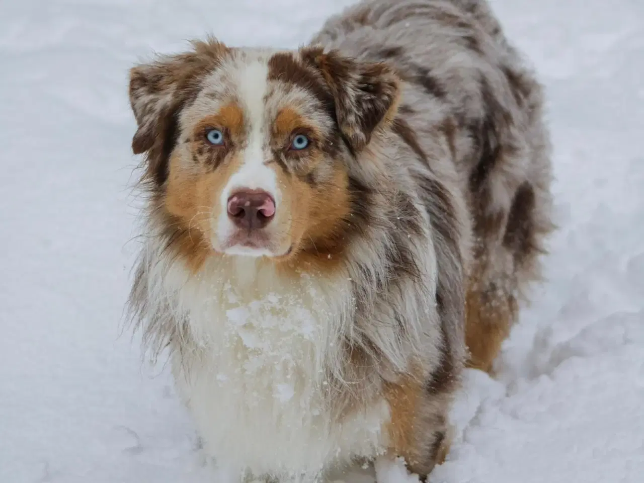 Billede 10 - Golden retriever/ Australian Shepherd hvalpe