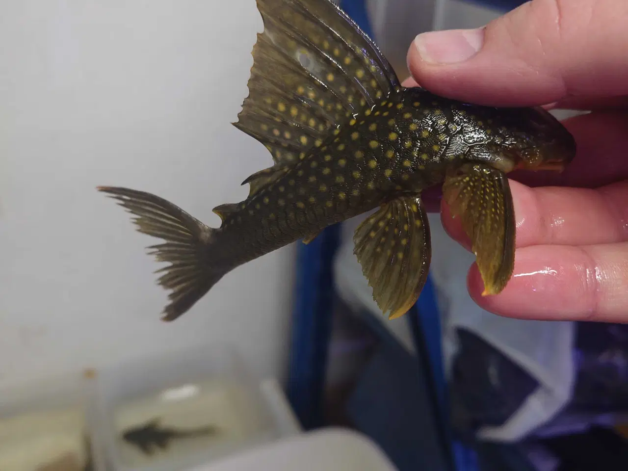 Billede 1 - L200 High finn ca. 14-15 cm 