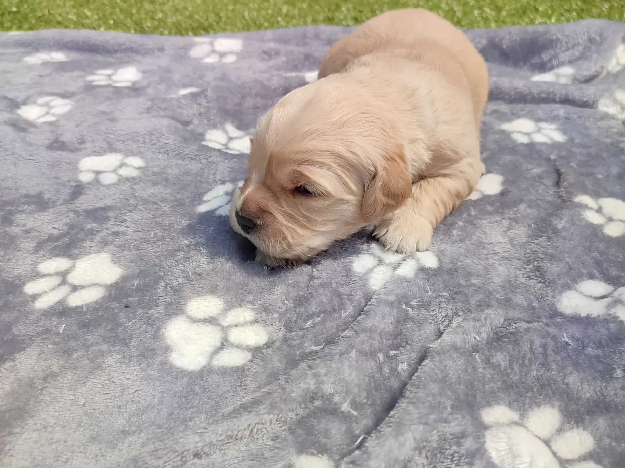Billede 6 - Golden Retriever Hvalpe 