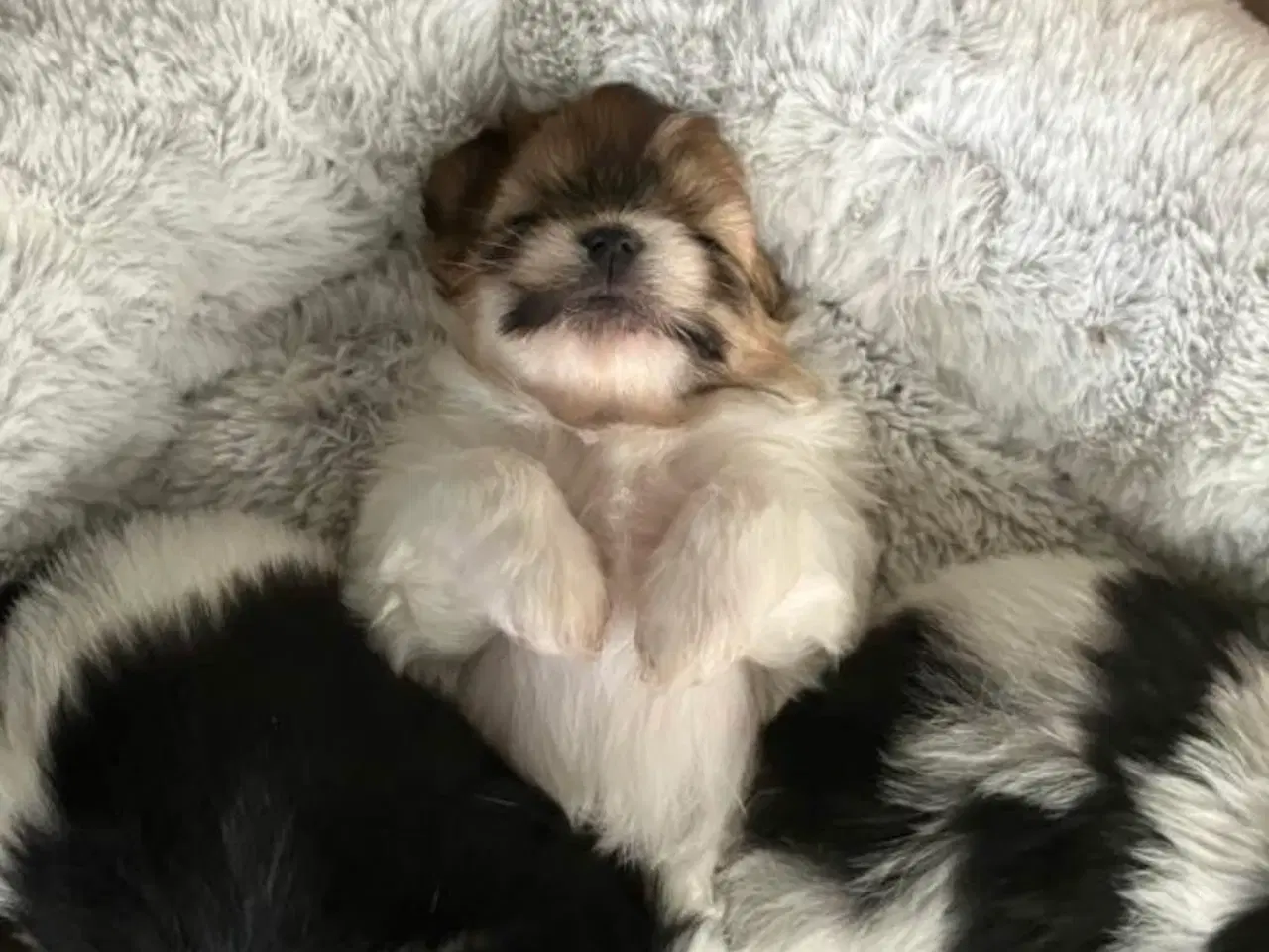 Billede 3 - Mini boomer