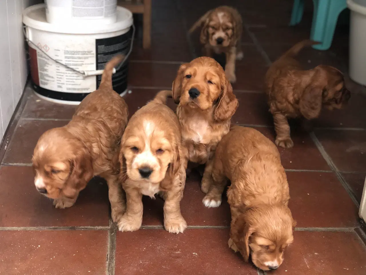 Billede 3 - Engelsk Cocker spaniel