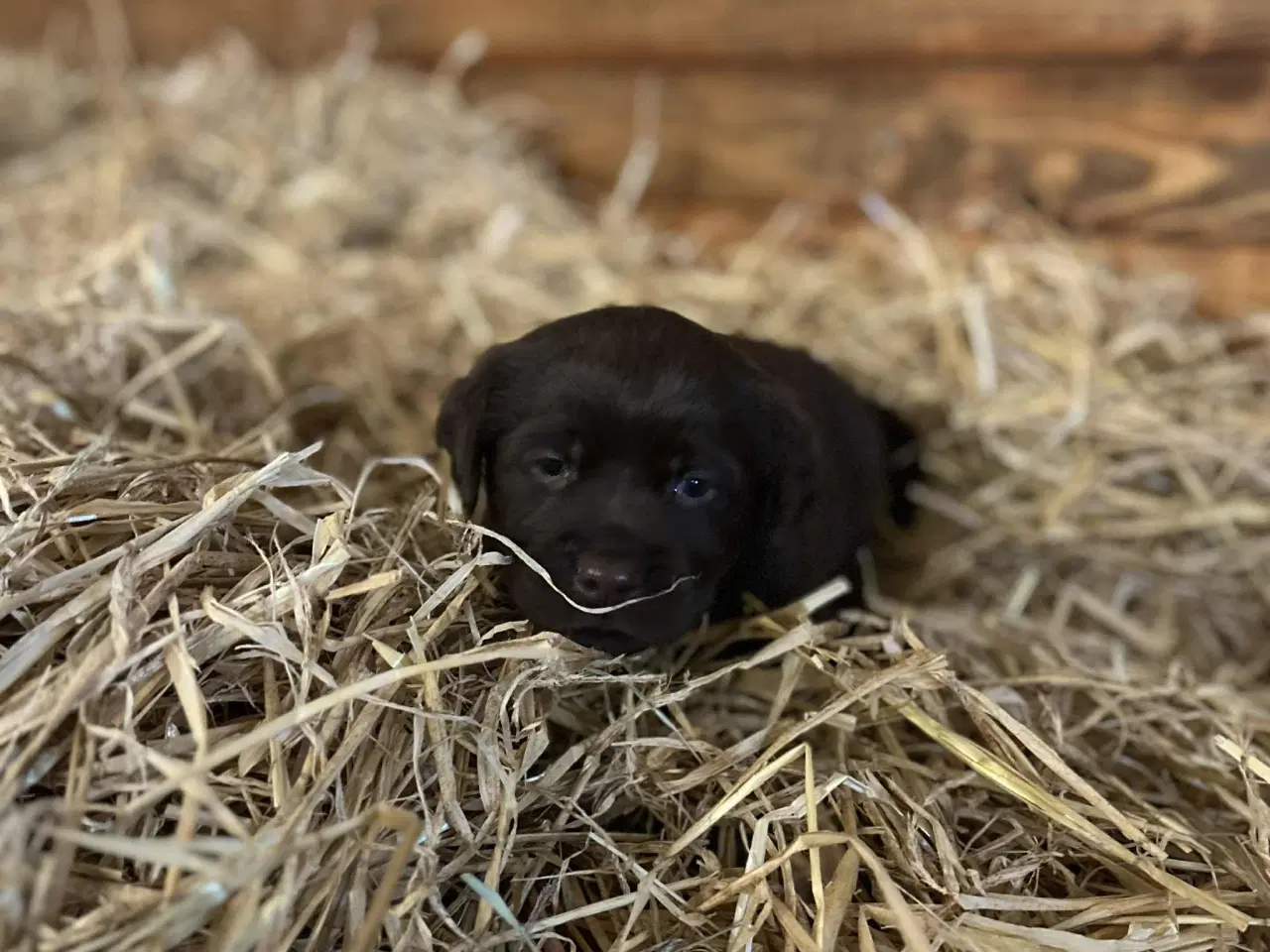 Billede 2 - Labrador retriever, Brun med stamtavle 