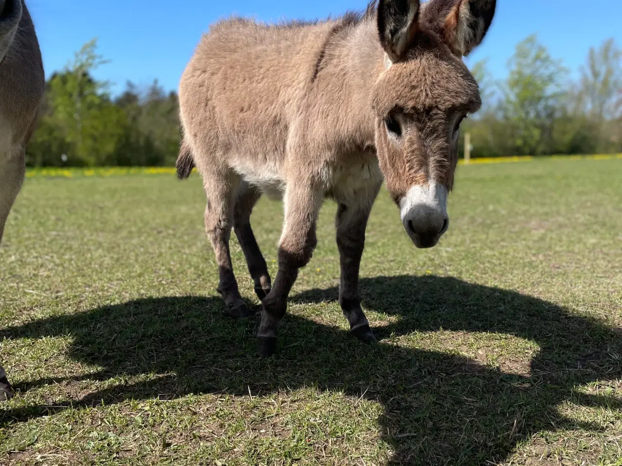 Billede 2 - Æsel føl hingst