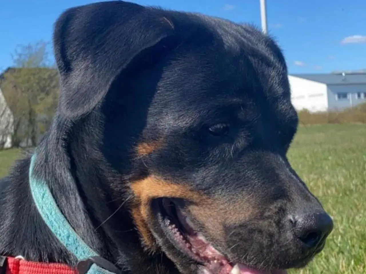 Billede 4 - Rottweiler 
