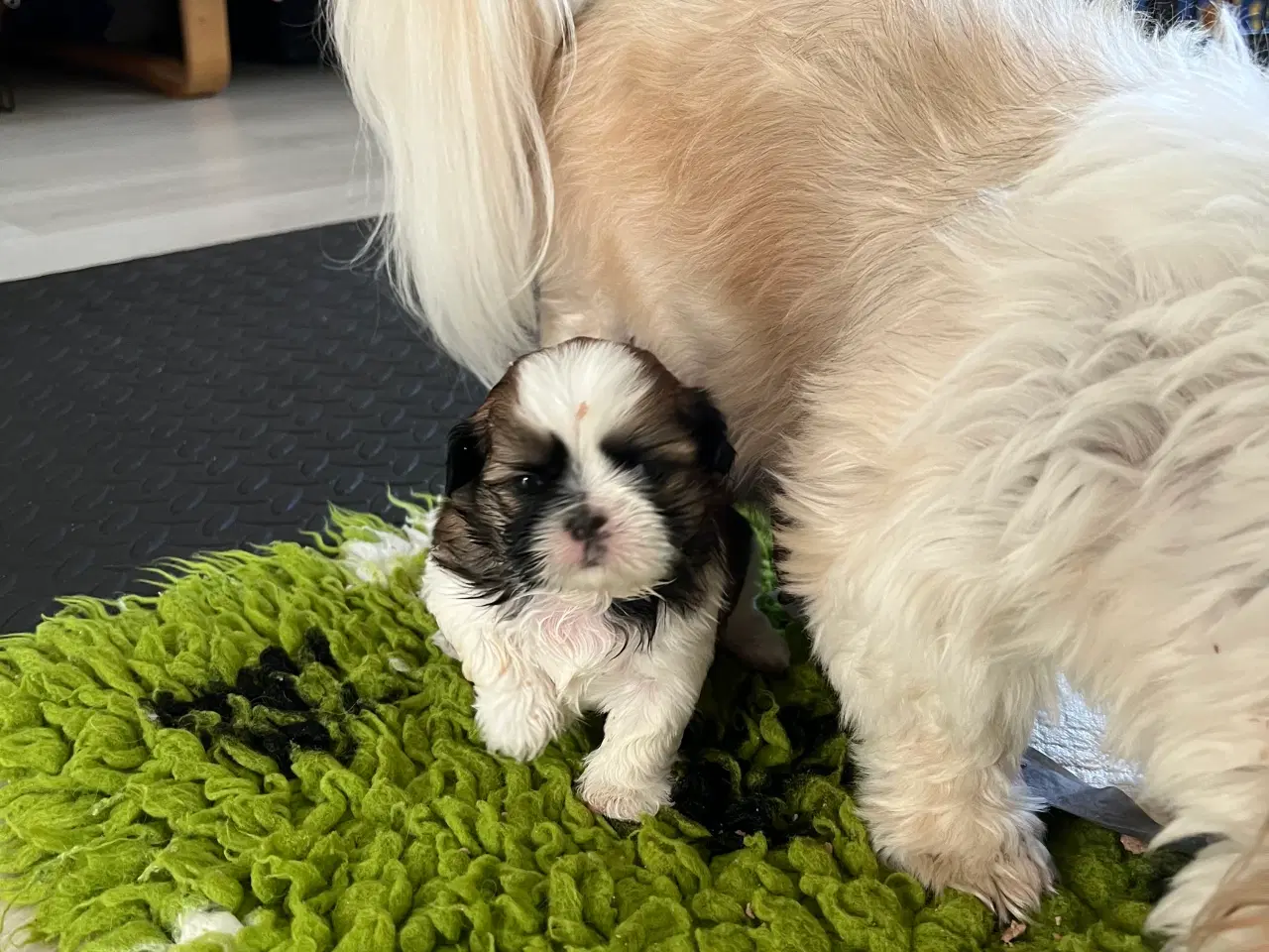 Billede 9 -  Shihtzu hvalpe 