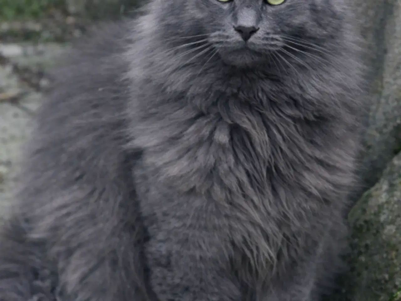 Billede 9 - Lækre Maine coon bamser 