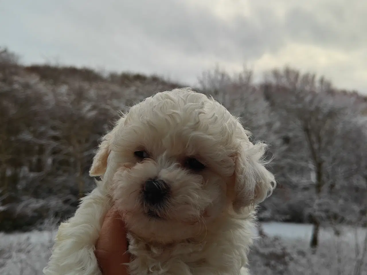 Billede 3 - Bolognese hvalp 