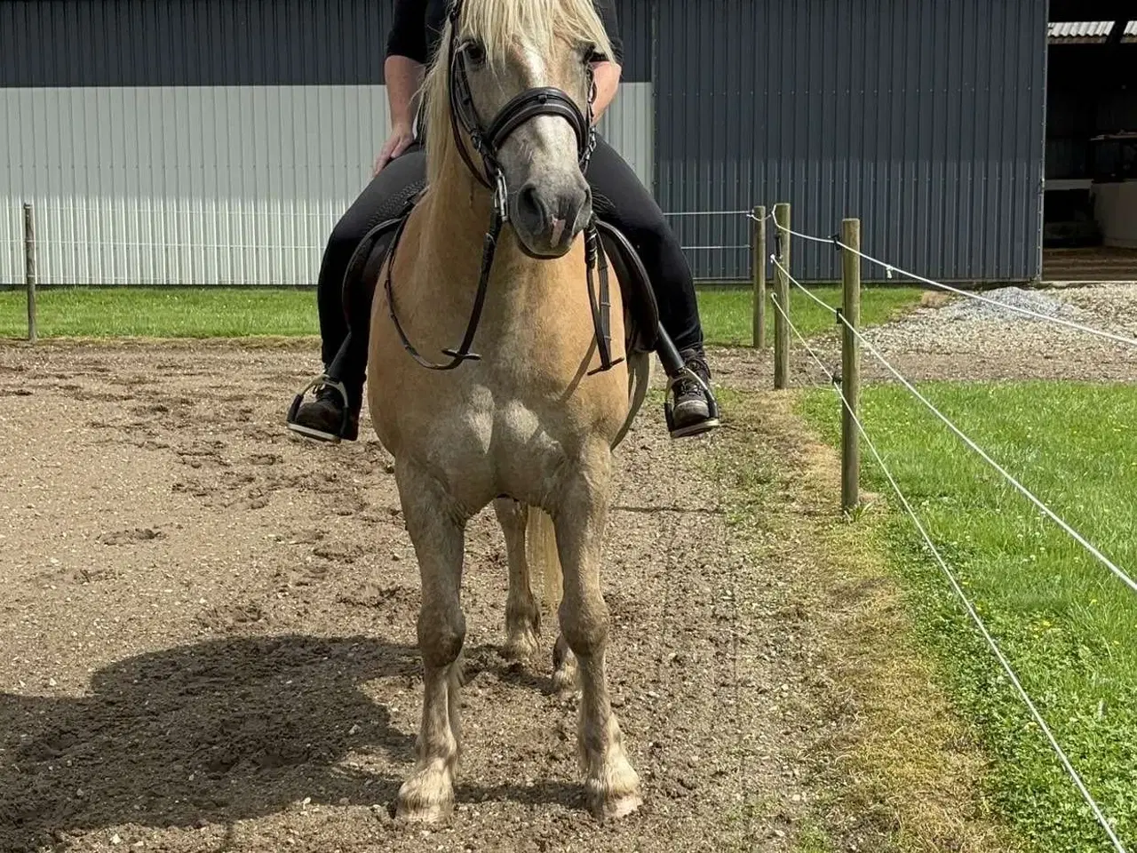 Billede 7 - Super sød haflinger