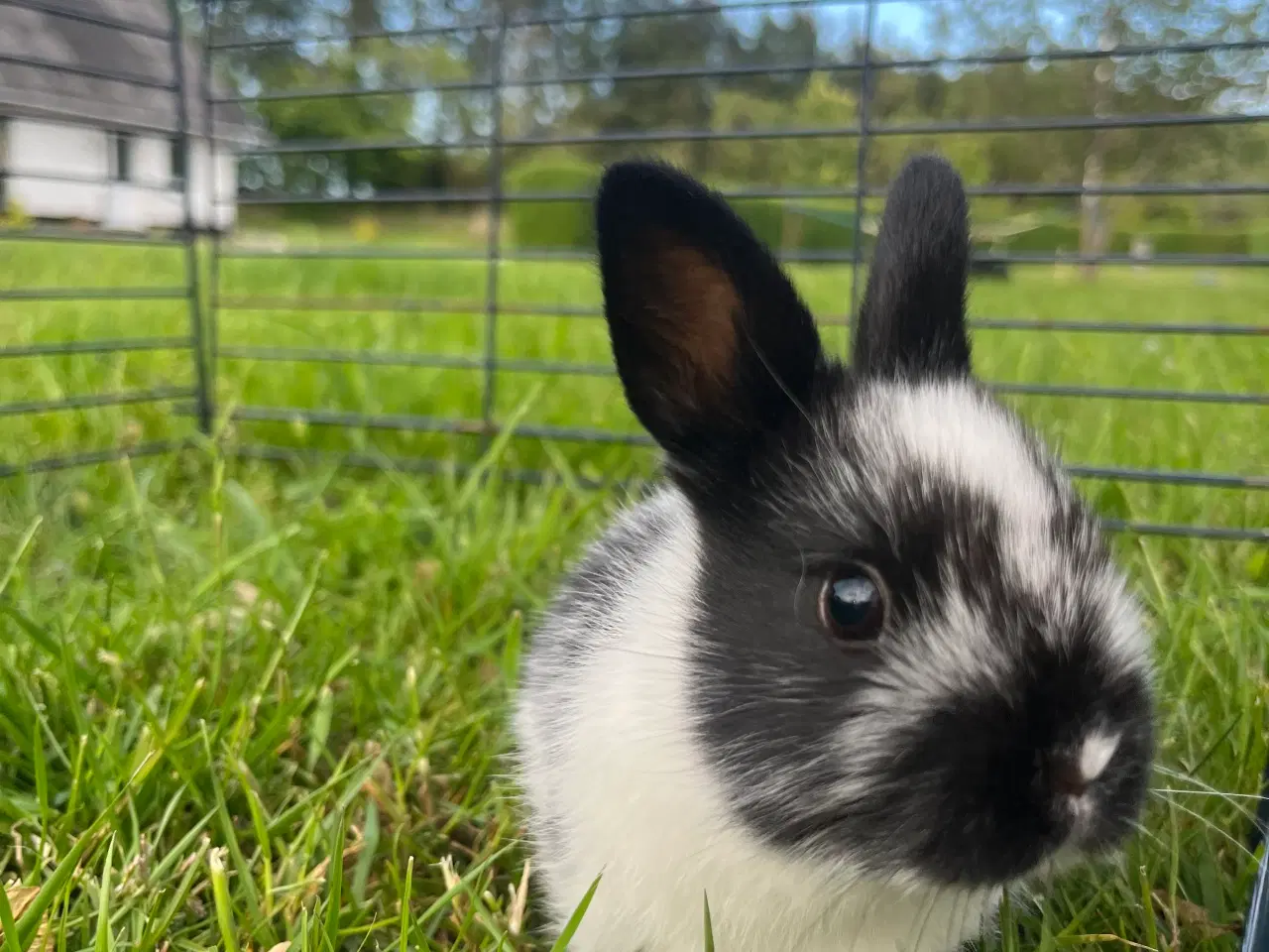 Billede 2 - Hermelin Han