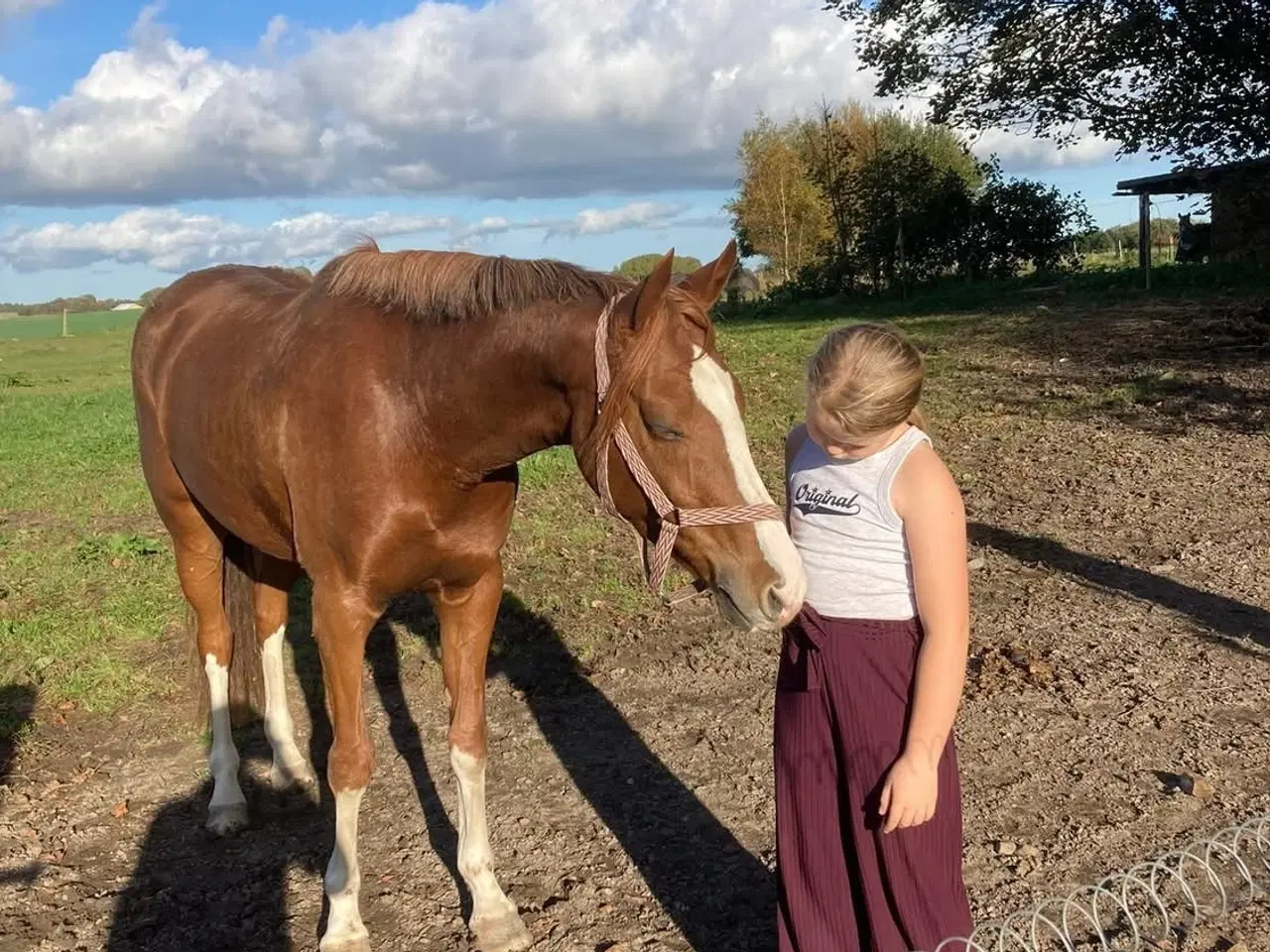 Billede 3 - Pony med Wow effekt