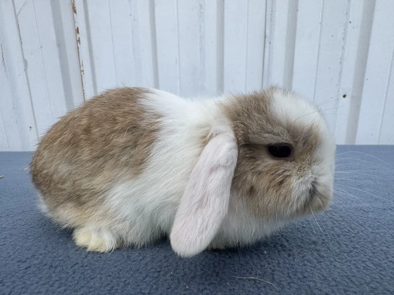 Billede 4 - Mini lop hankanin