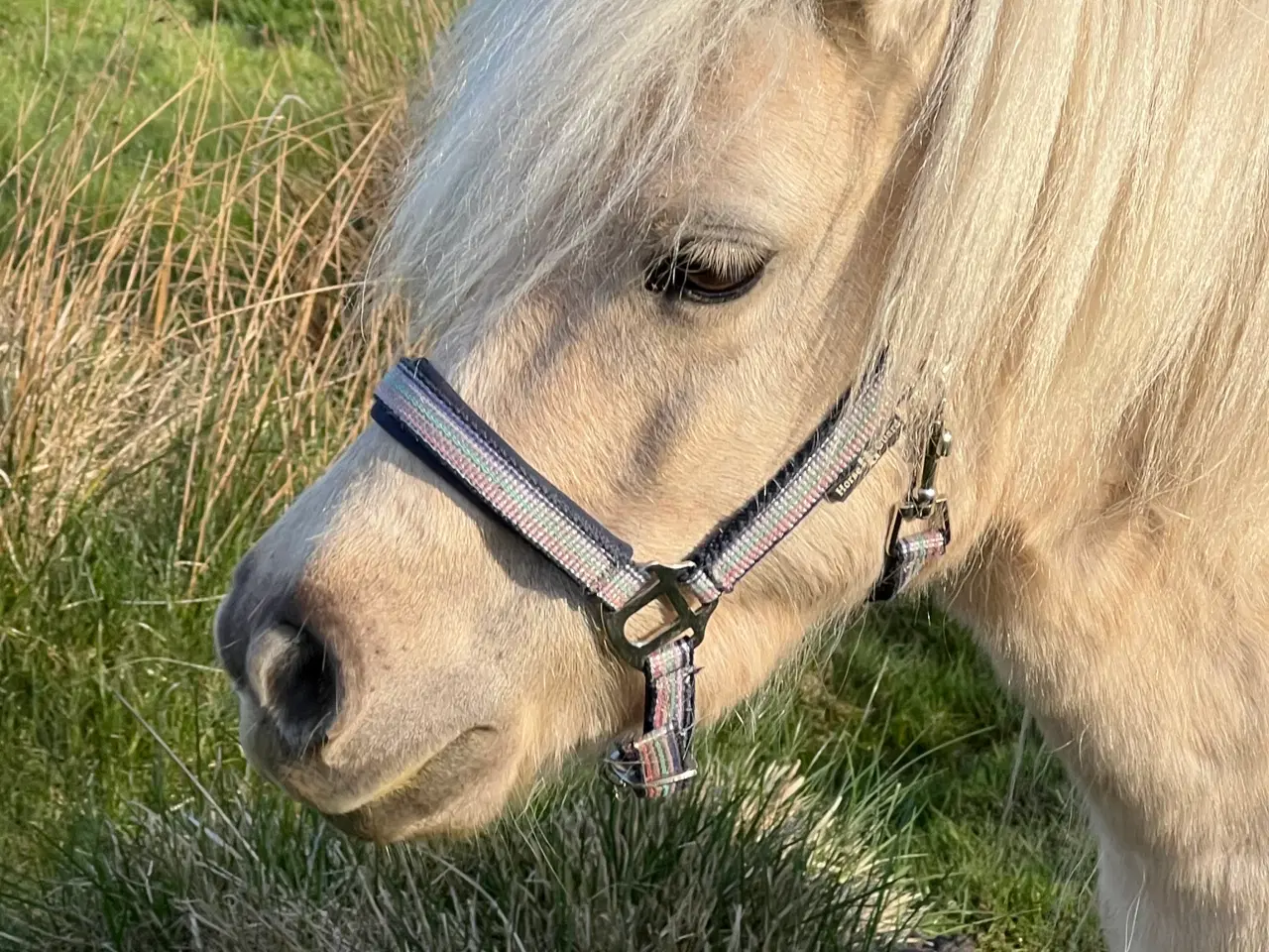 Billede 8 - Smuk Palomino Hoppe med føl 