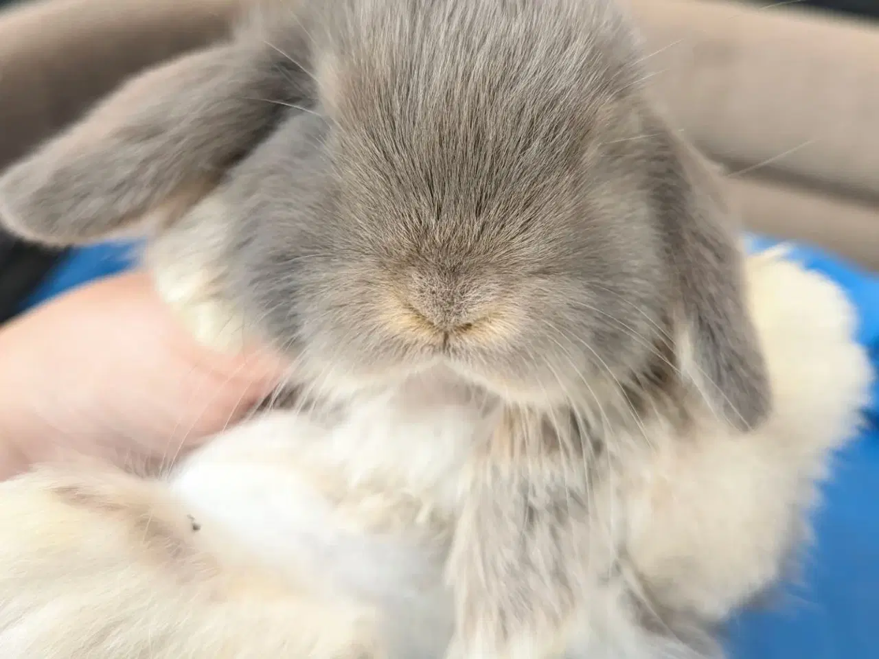 Billede 4 - Minilop kaninunge sælges 