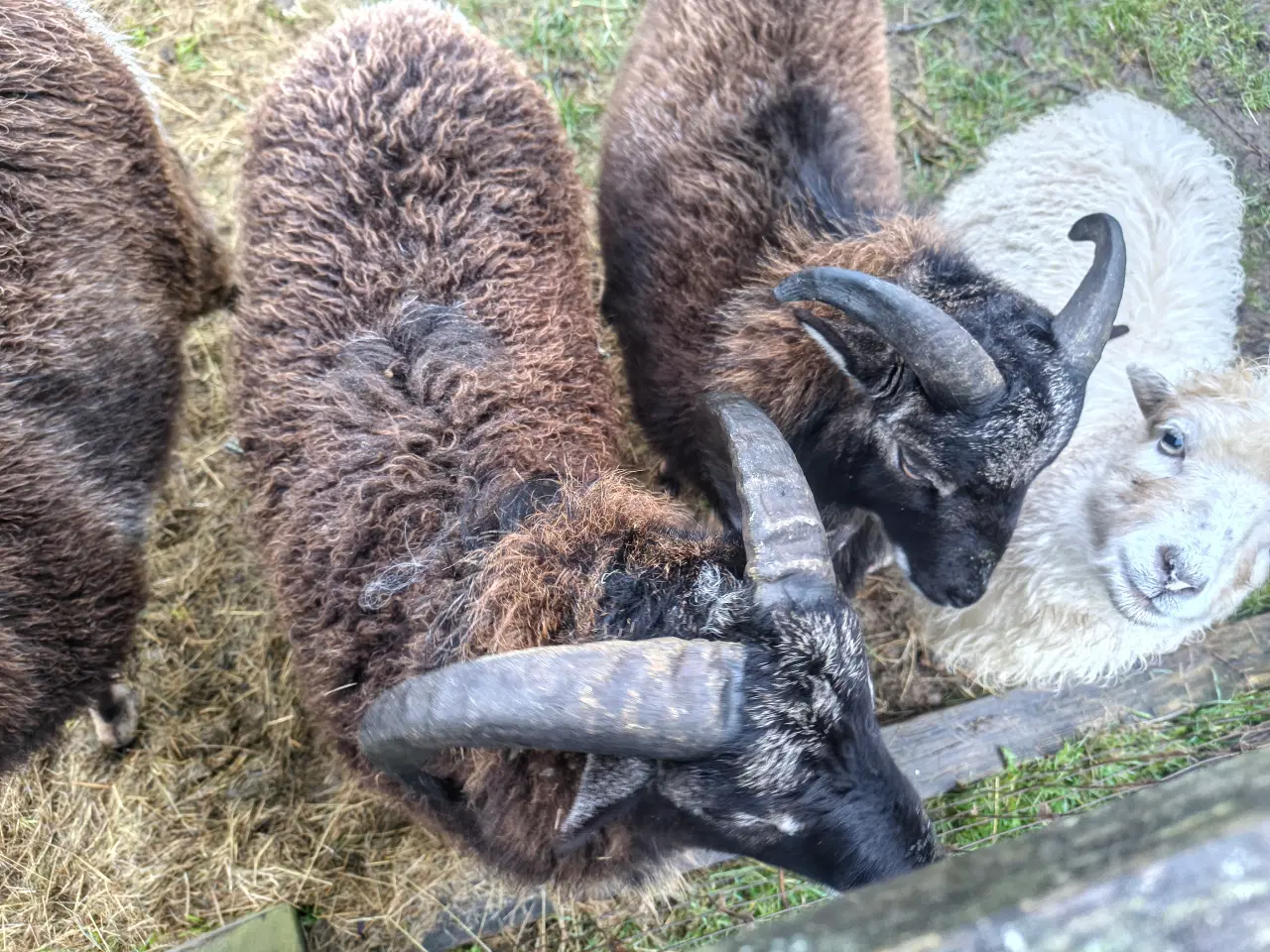 Billede 1 - Ouessant/Mouflon vædder-brødre – 8 mdr – stærke dy