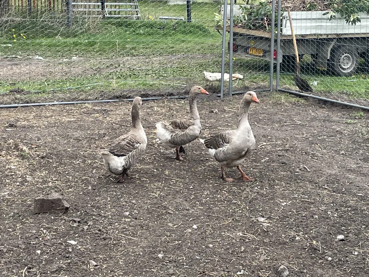 Billede 3 - Gammel dansk landrace grågæs