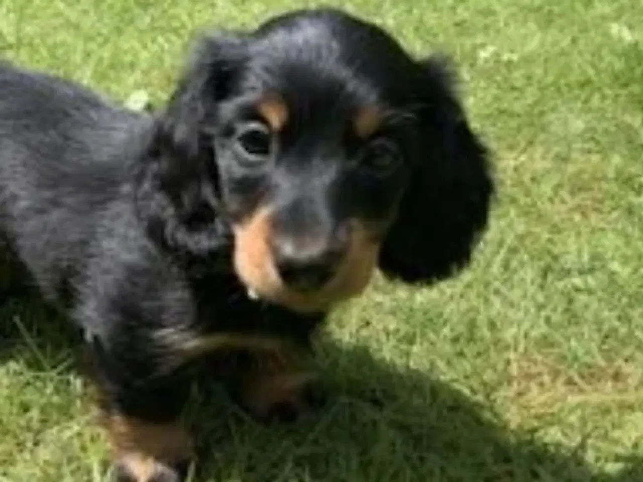 Billede 5 - LANGHÅRET DVÆRG GRAVHUNDE HVALPE