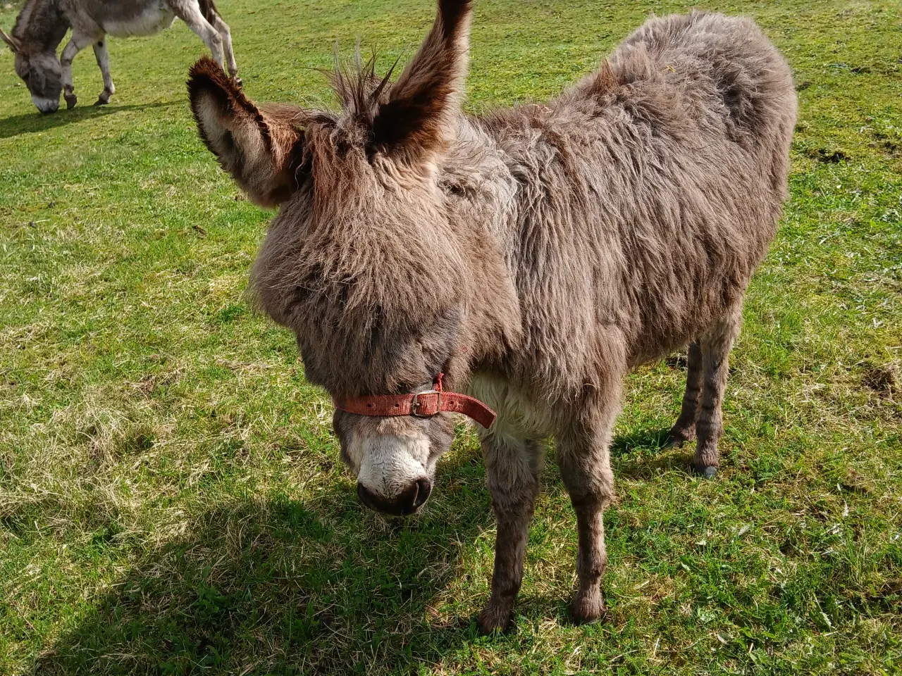 Billede 2 - Æsel hoppeføl. 