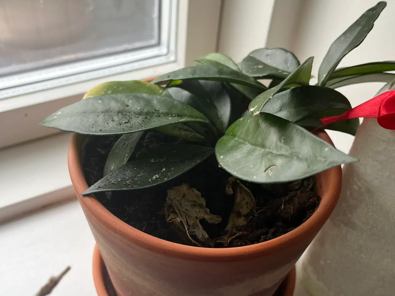 Billede 1 - Hoya carnosa and Begonia