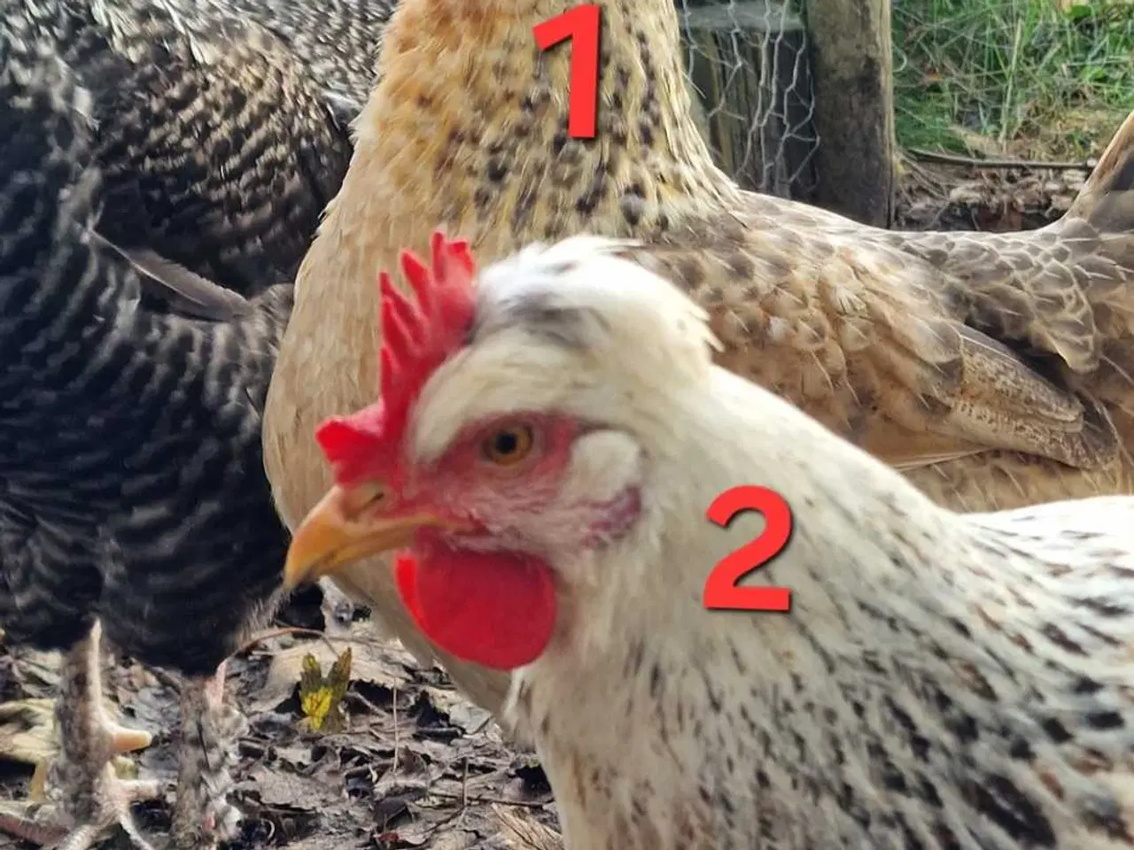 Billede 1 - 3 Høner søger nyt hjem. 