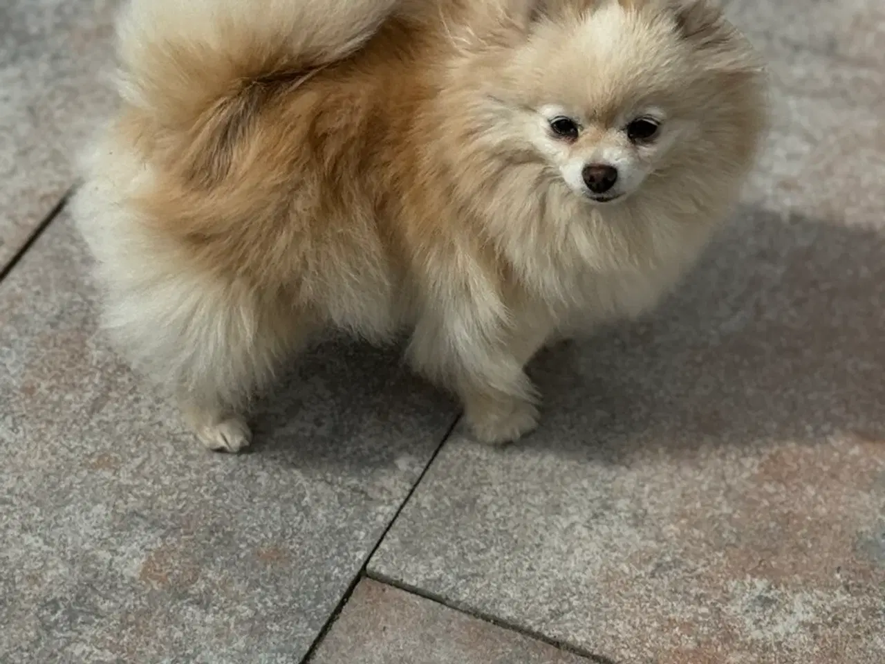 Billede 10 - Pomeranian søger nyt kærligt hjem