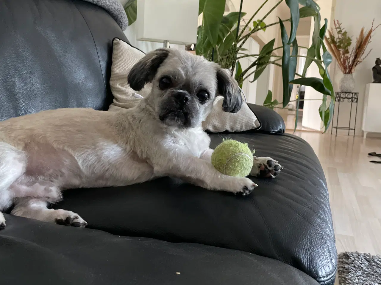 Billede 1 - 5 år gammel Shih tzu