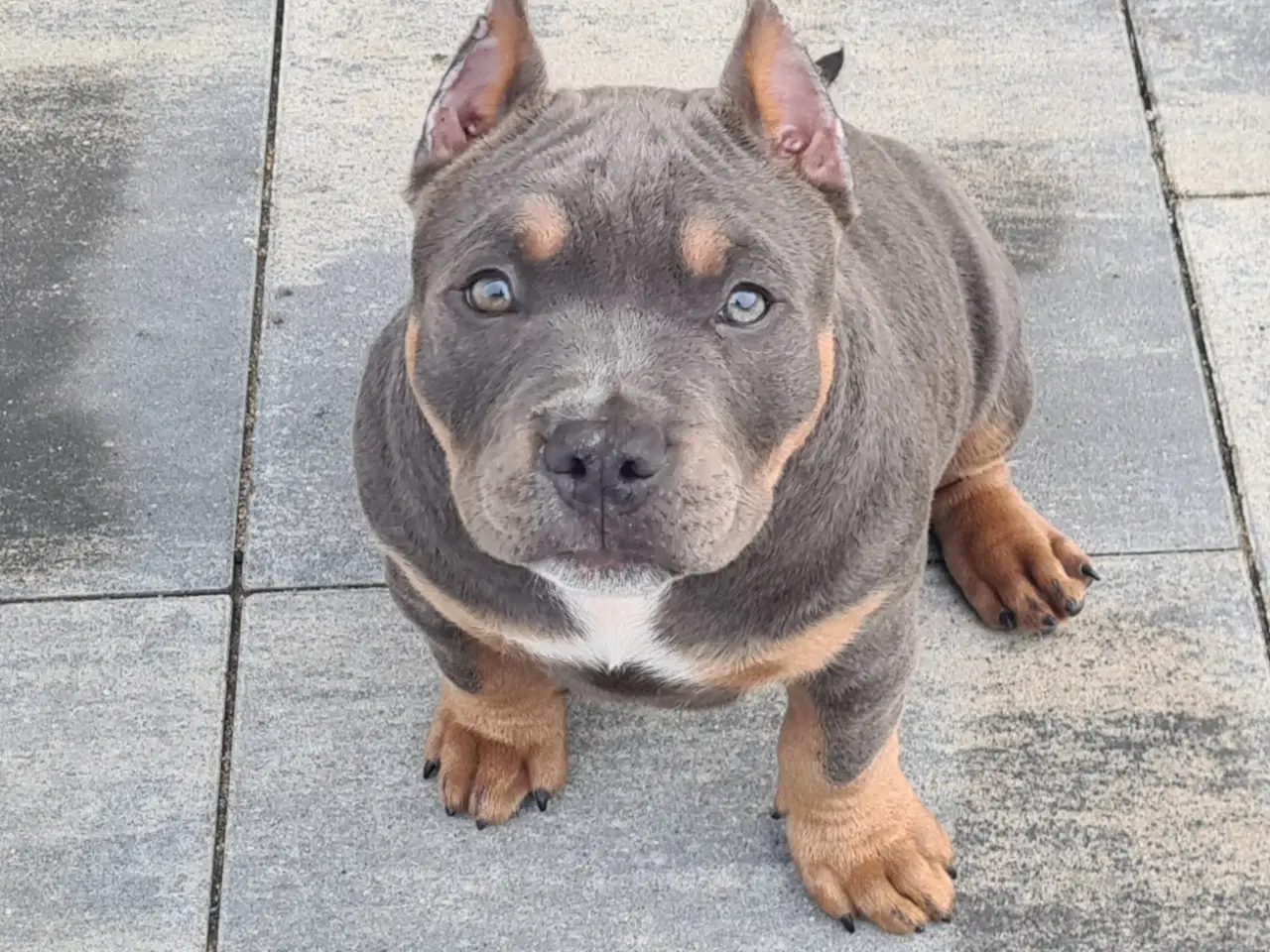 Billede 8 - American Bully Tilbage Dreng BigDogsRomania