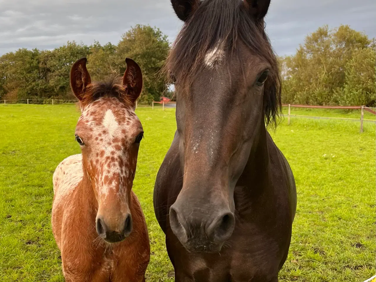 Billede 9 - Ukompliceret knabstrupper ponyhoppe