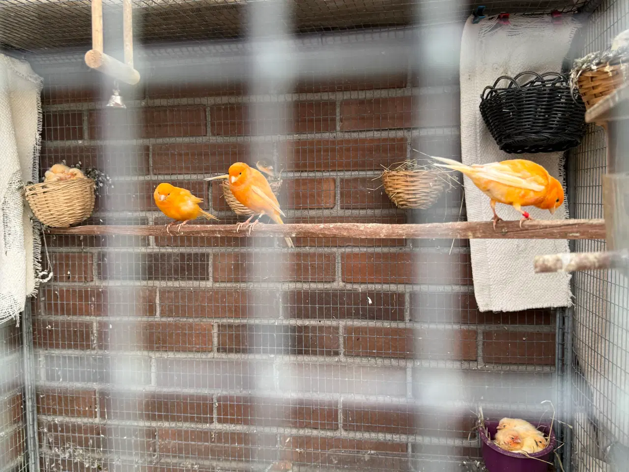 Billede 2 - Unge Kanariefugle 