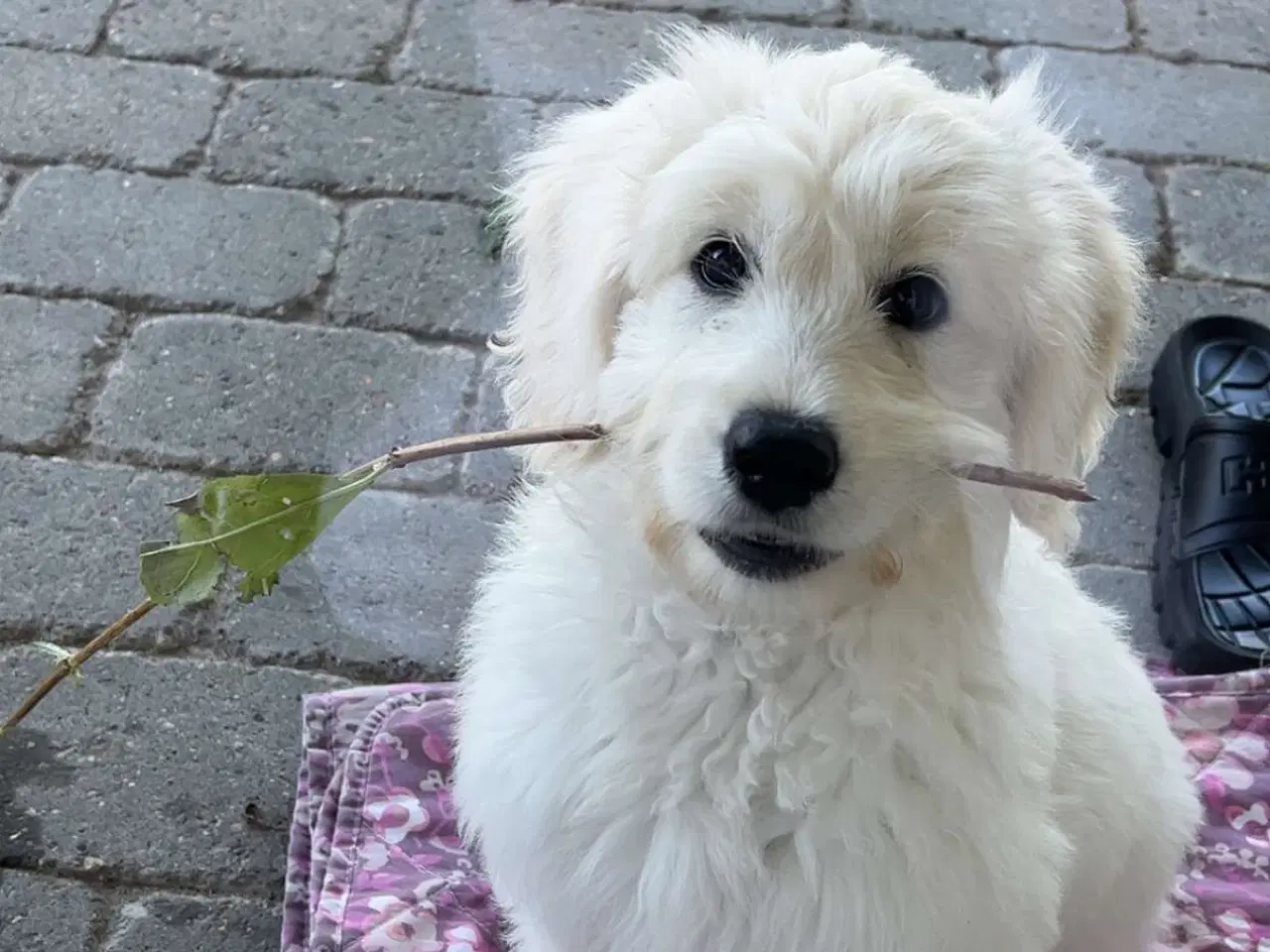 Billede 4 - Golden doodle F1B hvalp 16 uger