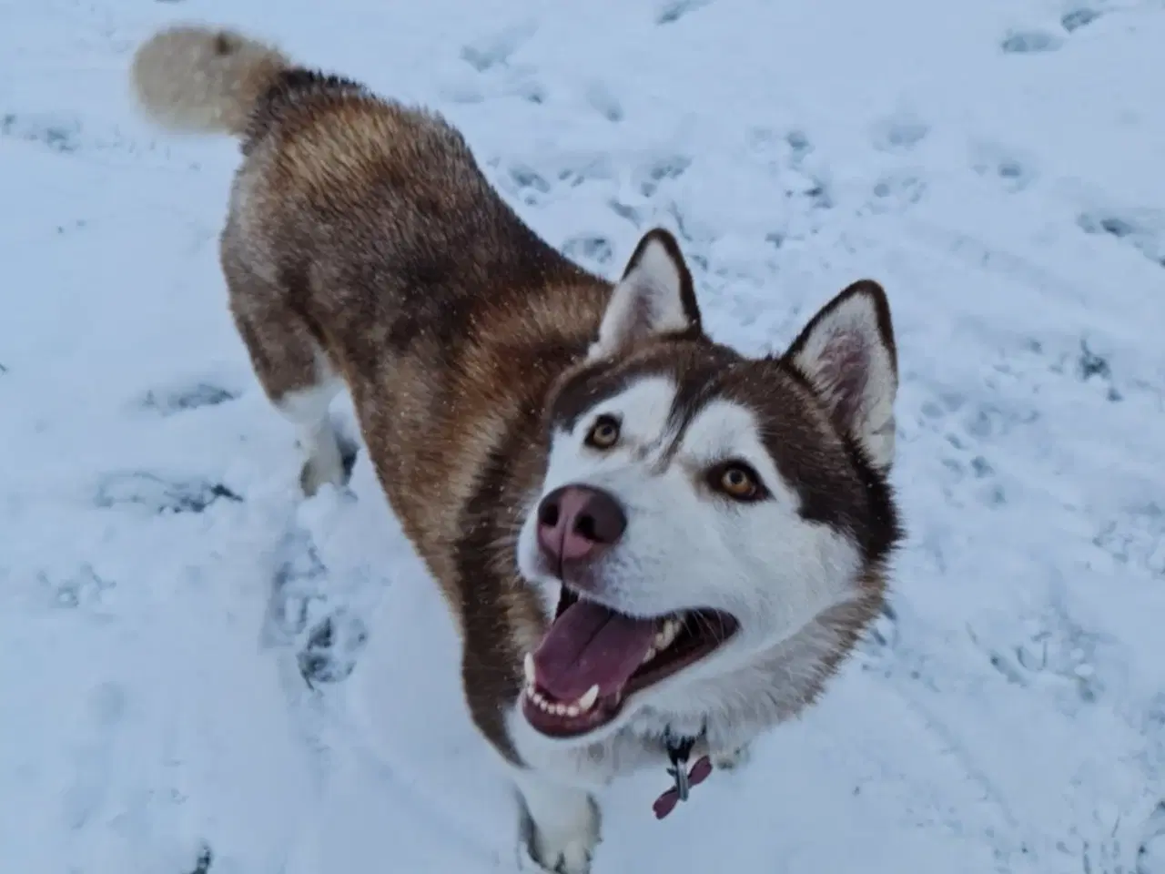 Billede 5 - Dejlig husky pige søger nyt hjem