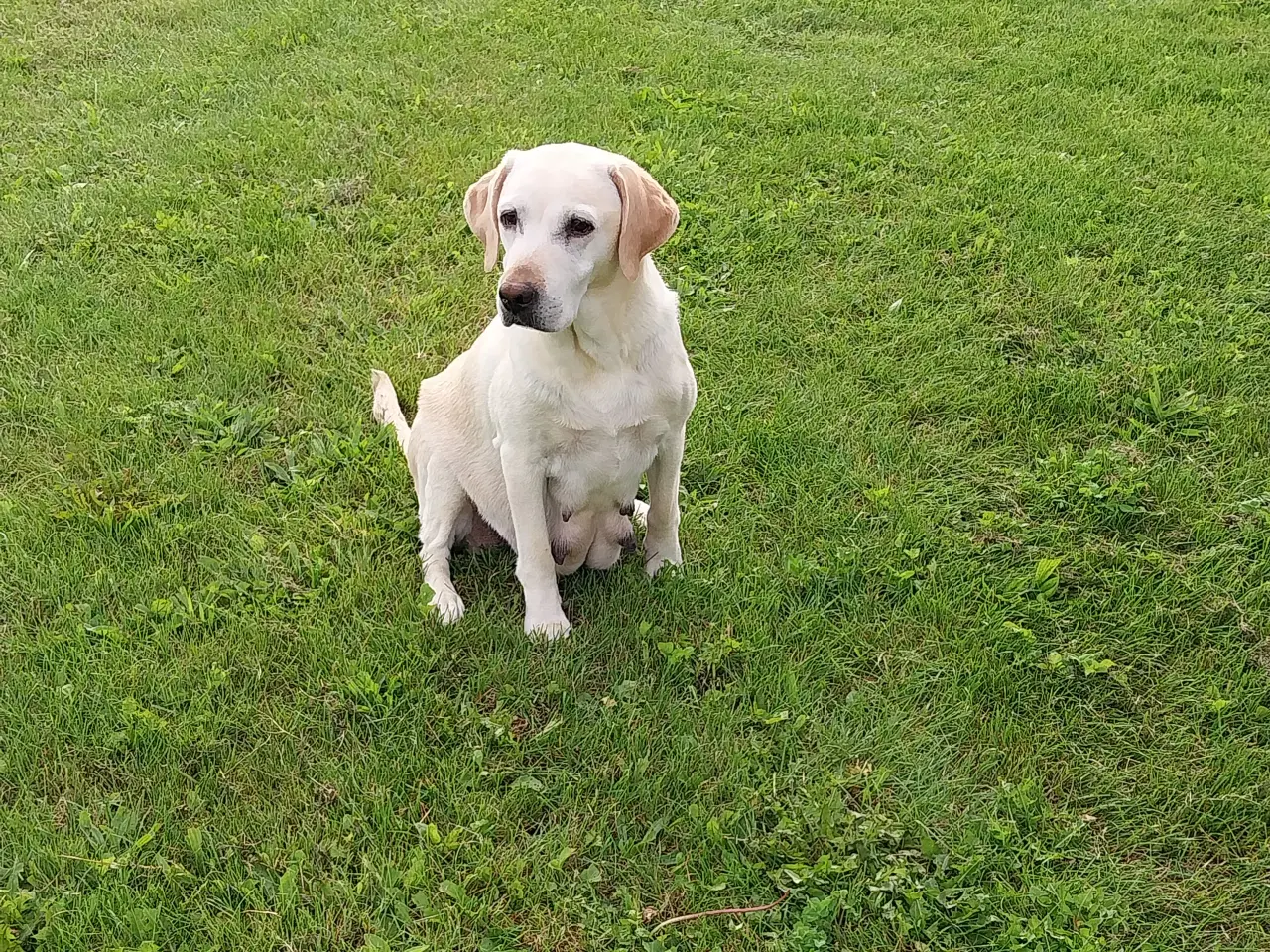 Billede 5 - Gule Labrador hvalpe.