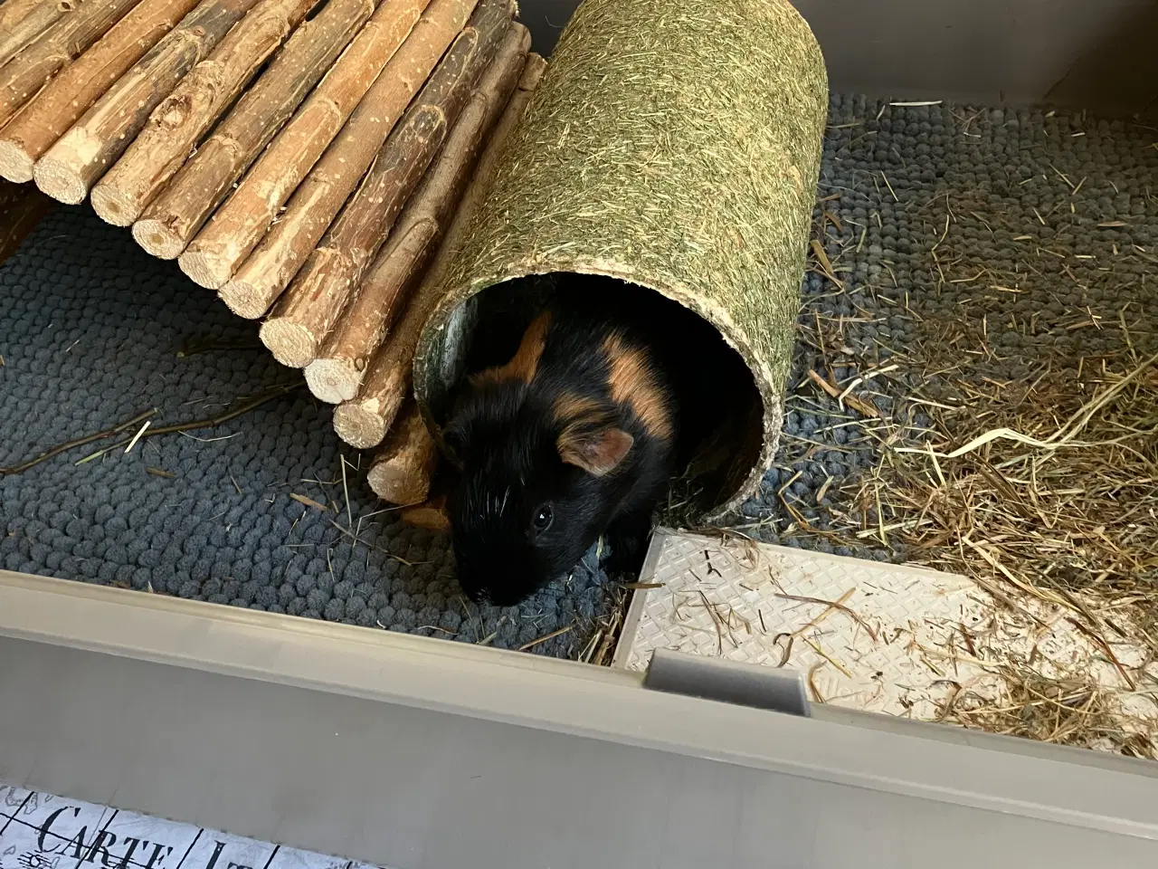 Billede 4 - Marsvin med bur mm