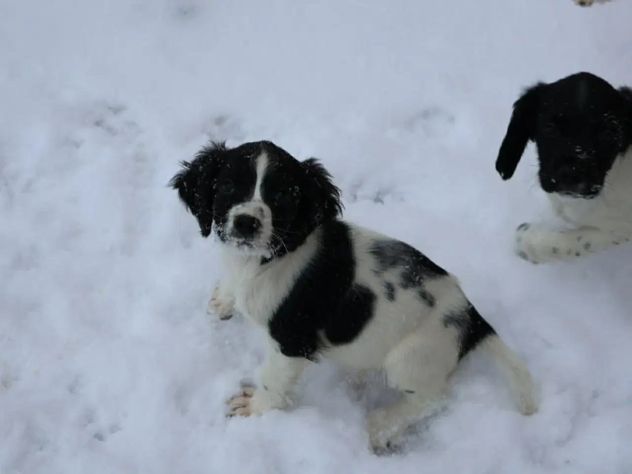 Billede 2 - Springer spaniel
