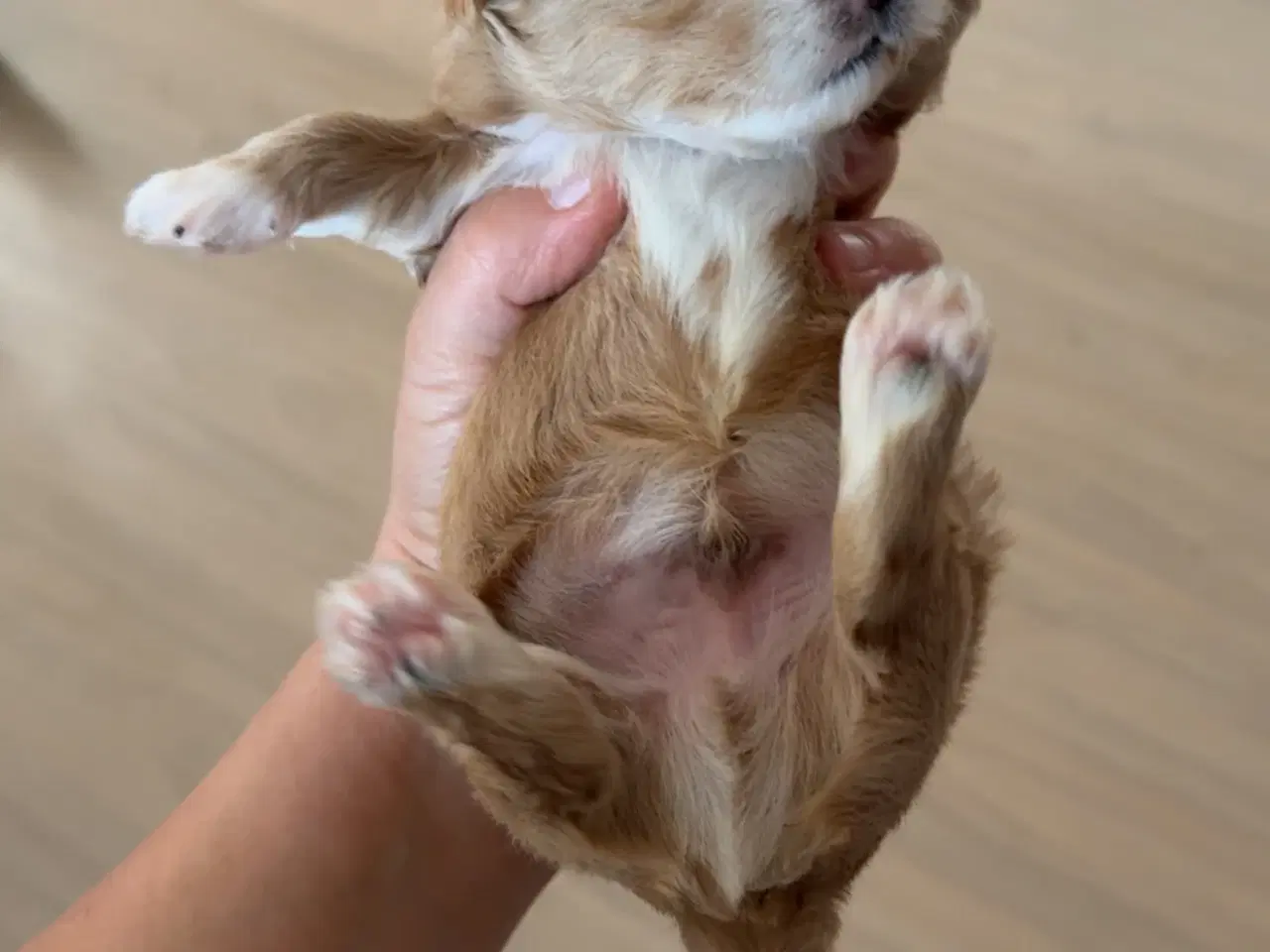 Billede 5 - Fantastisk dejlige familiehund vi er klar til besø