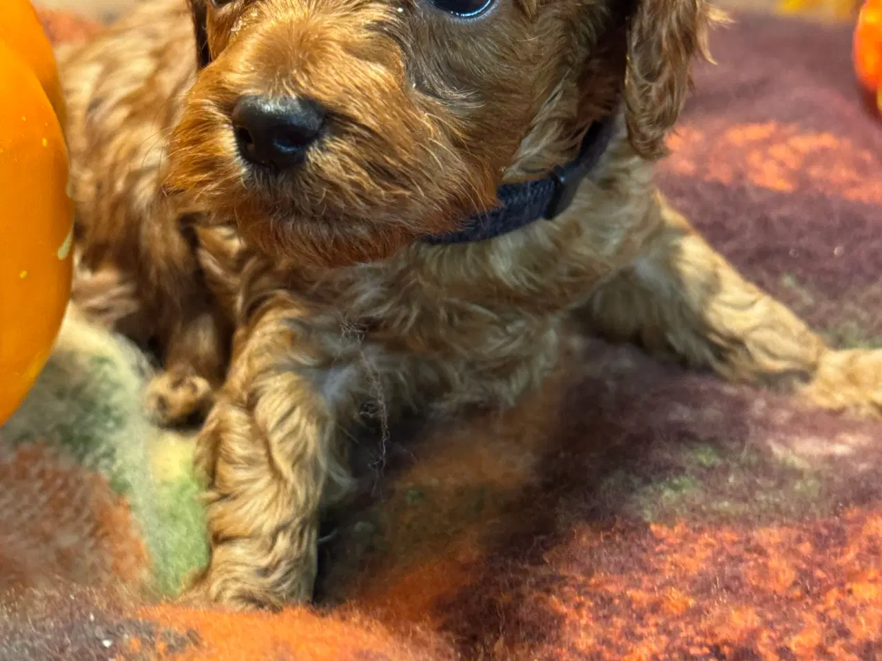 Billede 6 - Mini Amerikansk Cockapoo